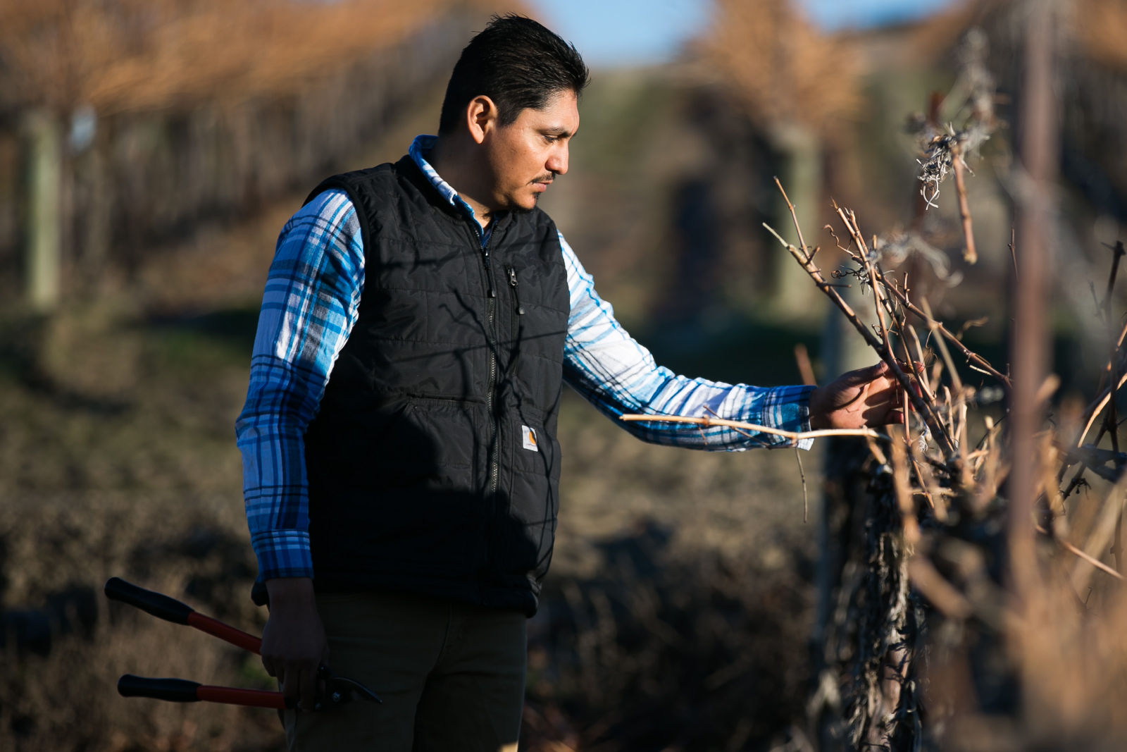 vineyard-YH-022416-2.jpg